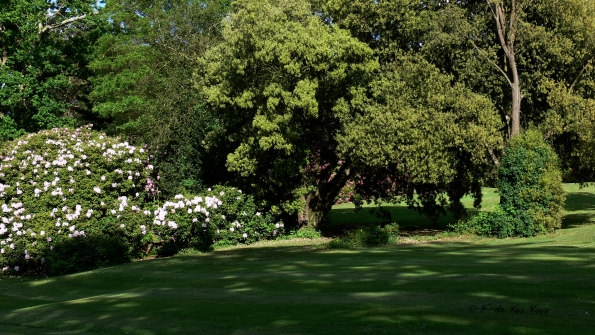 Bois des Moutiers (29) Juin 2012